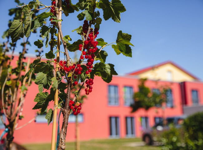Johannisbeerstrauch im Außenbereich