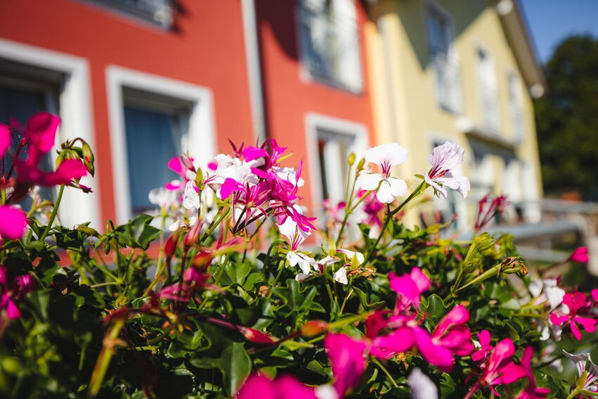 Rosa blühende Geranien